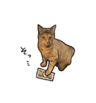 実写ねこスタンプ ウォル4（個別スタンプ：13）