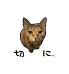 実写ねこスタンプ ウォル4（個別スタンプ：14）