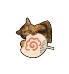 実写ねこスタンプ ウォル4（個別スタンプ：15）