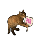実写ねこスタンプ ウォル4（個別スタンプ：16）