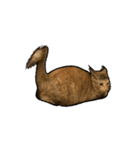 実写ねこスタンプ ウォル4（個別スタンプ：21）
