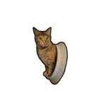 実写ねこスタンプ ウォル4（個別スタンプ：22）