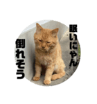 大好きな猫たち！？（個別スタンプ：1）