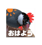 桜文鳥わすけ あいさつするわす【改訂版】（個別スタンプ：1）