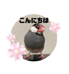 桜文鳥わすけ あいさつするわす【改訂版】（個別スタンプ：3）