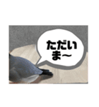 桜文鳥わすけ あいさつするわす【改訂版】（個別スタンプ：12）