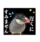 桜文鳥わすけ あいさつするわす【改訂版】（個別スタンプ：19）