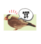 桜文鳥わすけ あいさつするわす【改訂版】（個別スタンプ：22）