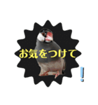 桜文鳥わすけ あいさつするわす【改訂版】（個別スタンプ：23）