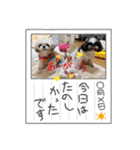 ぢげひなスタンプ② チワシーズーぢげん（個別スタンプ：10）