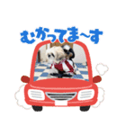 ぢげひなスタンプ② チワシーズーぢげん（個別スタンプ：12）