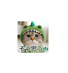 恐竜猫の大冒険トーク（個別スタンプ：14）