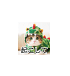 恐竜猫の大冒険トーク（個別スタンプ：23）