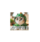 恐竜猫の大冒険トーク（個別スタンプ：34）