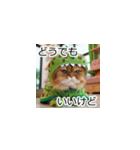 恐竜猫の大冒険トーク（個別スタンプ：40）