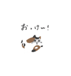 いろんな猫ちゃんズ（個別スタンプ：1）