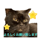 黒猫 ルナ院長137にゃんめ（個別スタンプ：7）