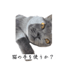 つららちゃんのスタンプ（個別スタンプ：4）