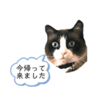 返信したい沖縄の人追加（個別スタンプ：1）