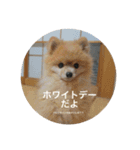 犬だニョーん4（個別スタンプ：6）