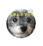 犬だニョーん4（個別スタンプ：10）