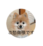 犬だニョーん4（個別スタンプ：13）