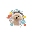 ぷぅでぷ（個別スタンプ：12）