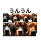 動物の日常リアクション(Dog only)（個別スタンプ：12）