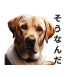 動物の日常リアクション(Dog only)（個別スタンプ：19）