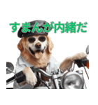 動物の日常リアクション(Dog only)（個別スタンプ：21）