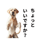 動物の日常リアクション(Dog only)（個別スタンプ：22）