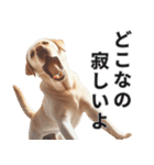 動物の日常リアクション(Dog only)（個別スタンプ：25）