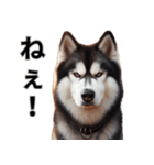 動物の日常リアクション(Dog only)（個別スタンプ：26）