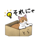 茶トラ（茶白）猫スタンプ【常用】（個別スタンプ：9）