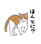 茶トラ（茶白）猫スタンプ【常用】（個別スタンプ：13）