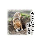 少し様子がおかしい動物スタンプ（個別スタンプ：12）