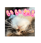 まはほ rev2（個別スタンプ：5）