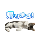 まはほ rev2（個別スタンプ：6）