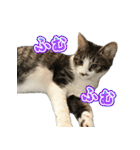 まはほ rev2（個別スタンプ：7）