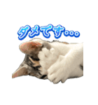 まはほ rev2（個別スタンプ：11）
