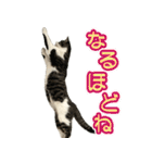 まはほ rev2（個別スタンプ：13）