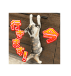 まはほ rev2（個別スタンプ：14）
