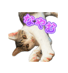 まはほ rev2（個別スタンプ：15）