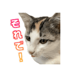 まはほ rev2（個別スタンプ：17）