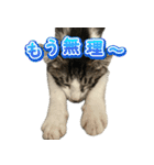 まはほ rev2（個別スタンプ：22）