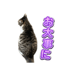 まはほ rev2（個別スタンプ：31）