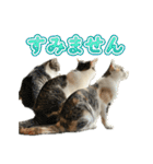 まはほ rev2（個別スタンプ：35）