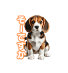 ビーグル犬のビー太（個別スタンプ：8）