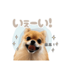 くぅたん② @qoothepomchi（個別スタンプ：3）