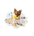 くぅたん② @qoothepomchi（個別スタンプ：6）